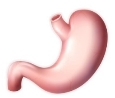 Рак шлунка: симптоми, фактори ризику, профілактика | Ukrainian Medical  Journal
